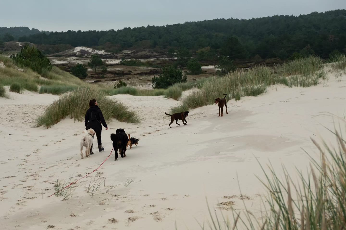 Hondenuitlaatservice omgeving Heerhugowaard